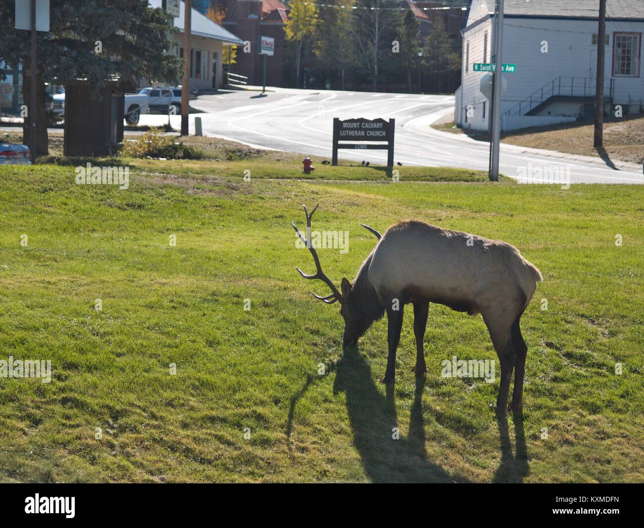 Le wapiti dans la ville Banque D'Images