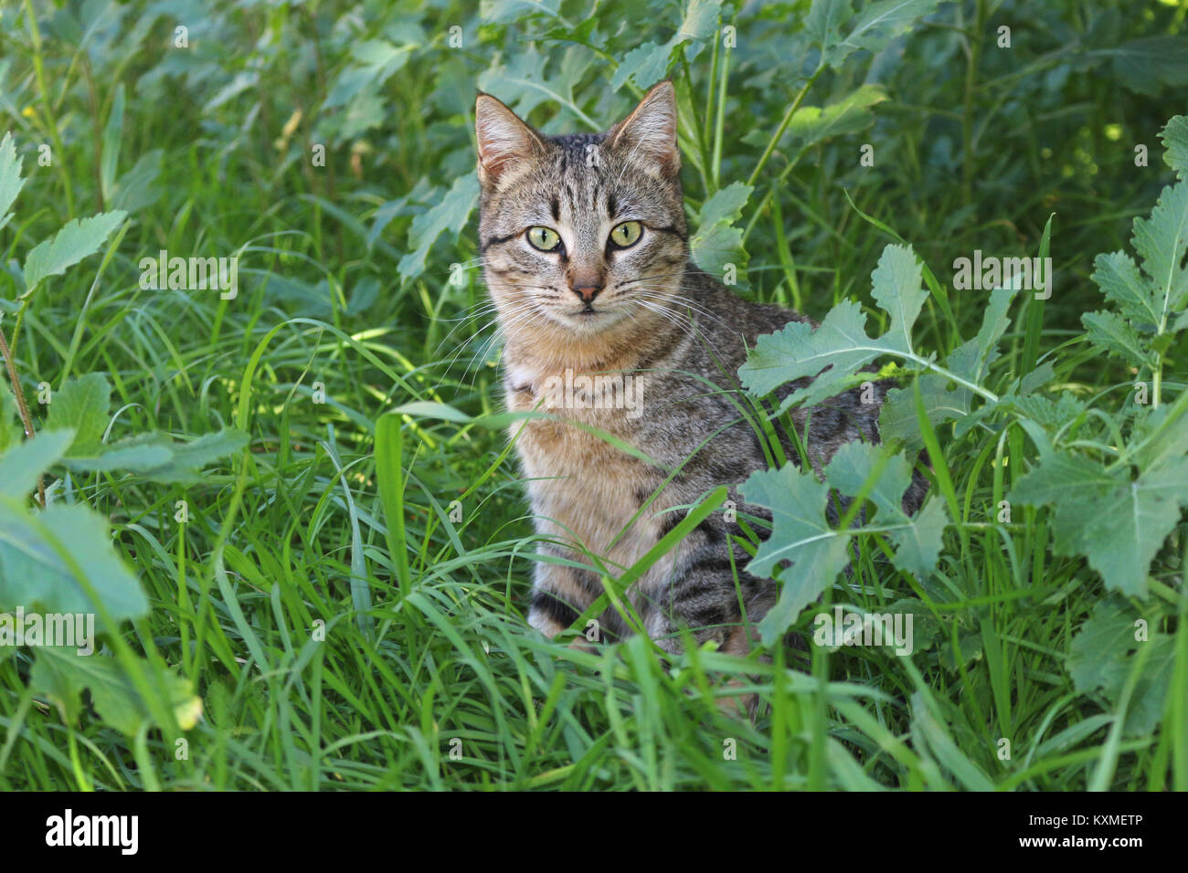 De Nombreuses Graines D'herbe De Chat Isolées. Image stock - Image