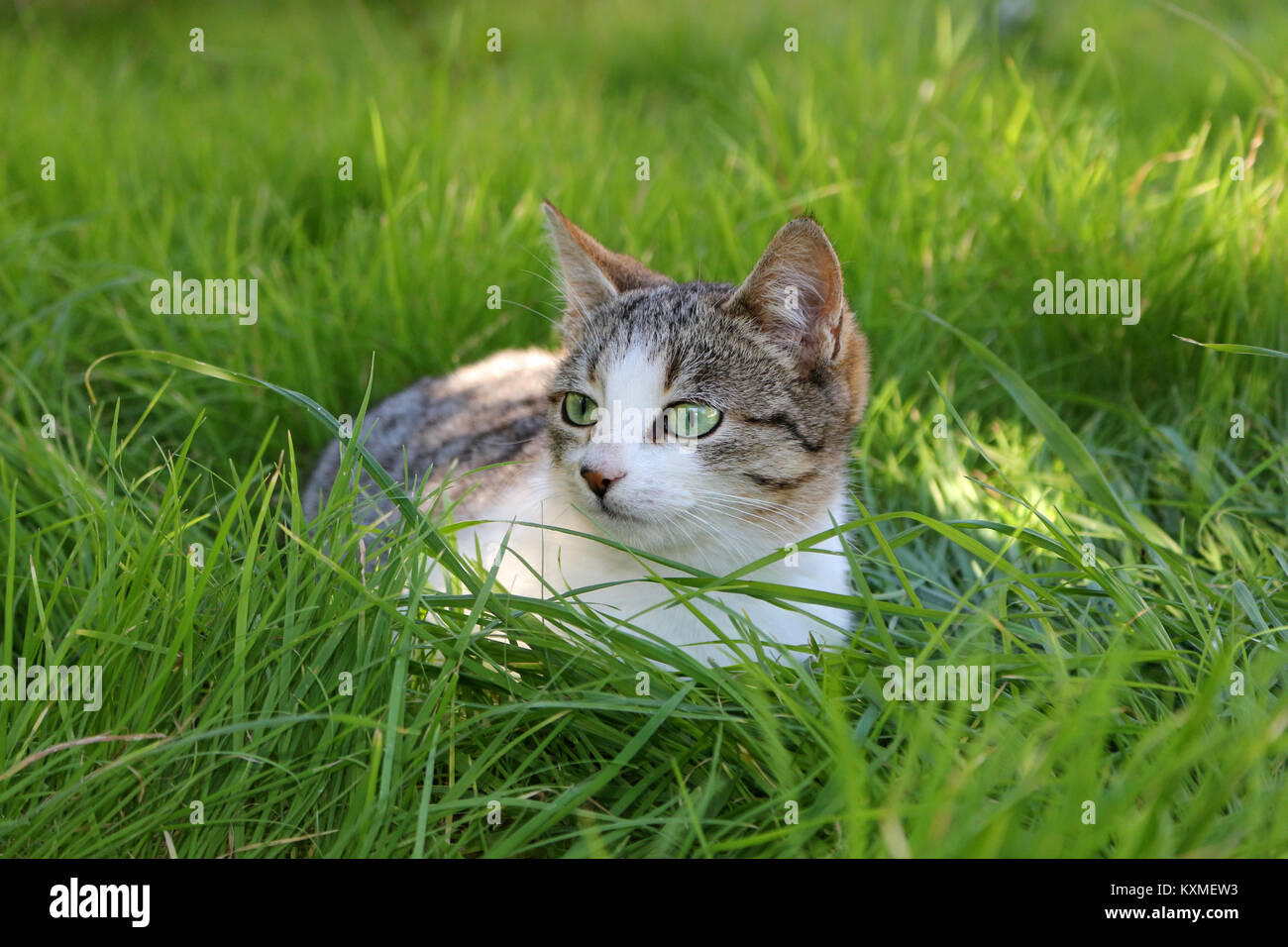 chat-tabby-et-blanc-banque-de-photographies-et-d-images-haute