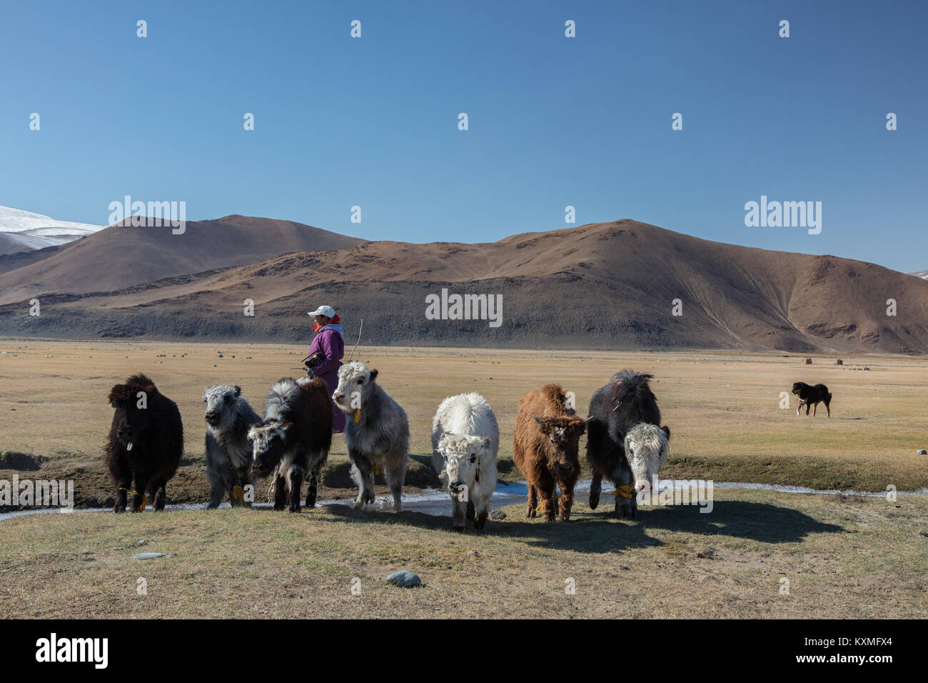 Noir et blanc de Mongolie yaks chien berger femme herder Mongolie steppes d'hiver des plaines des Prairies Banque D'Images