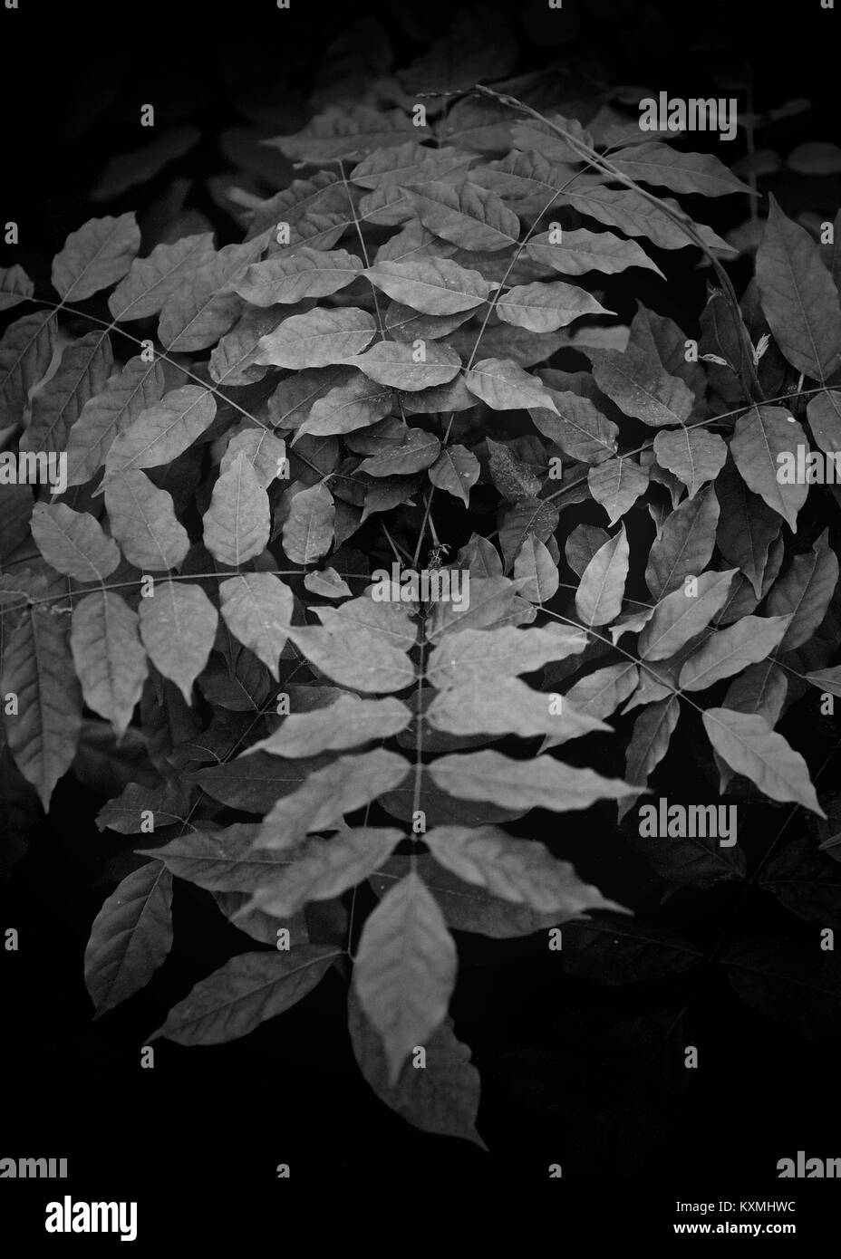 Les racines des plantes et des vignes en monochrome Banque D'Images