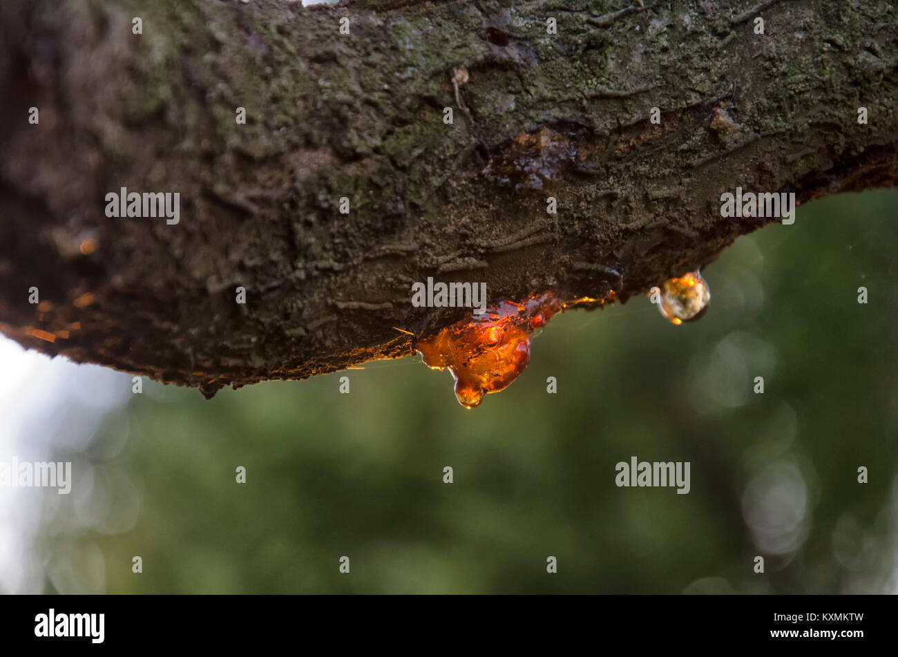Voir l'arbre de la cerise de plein de résine végétale Banque D'Images