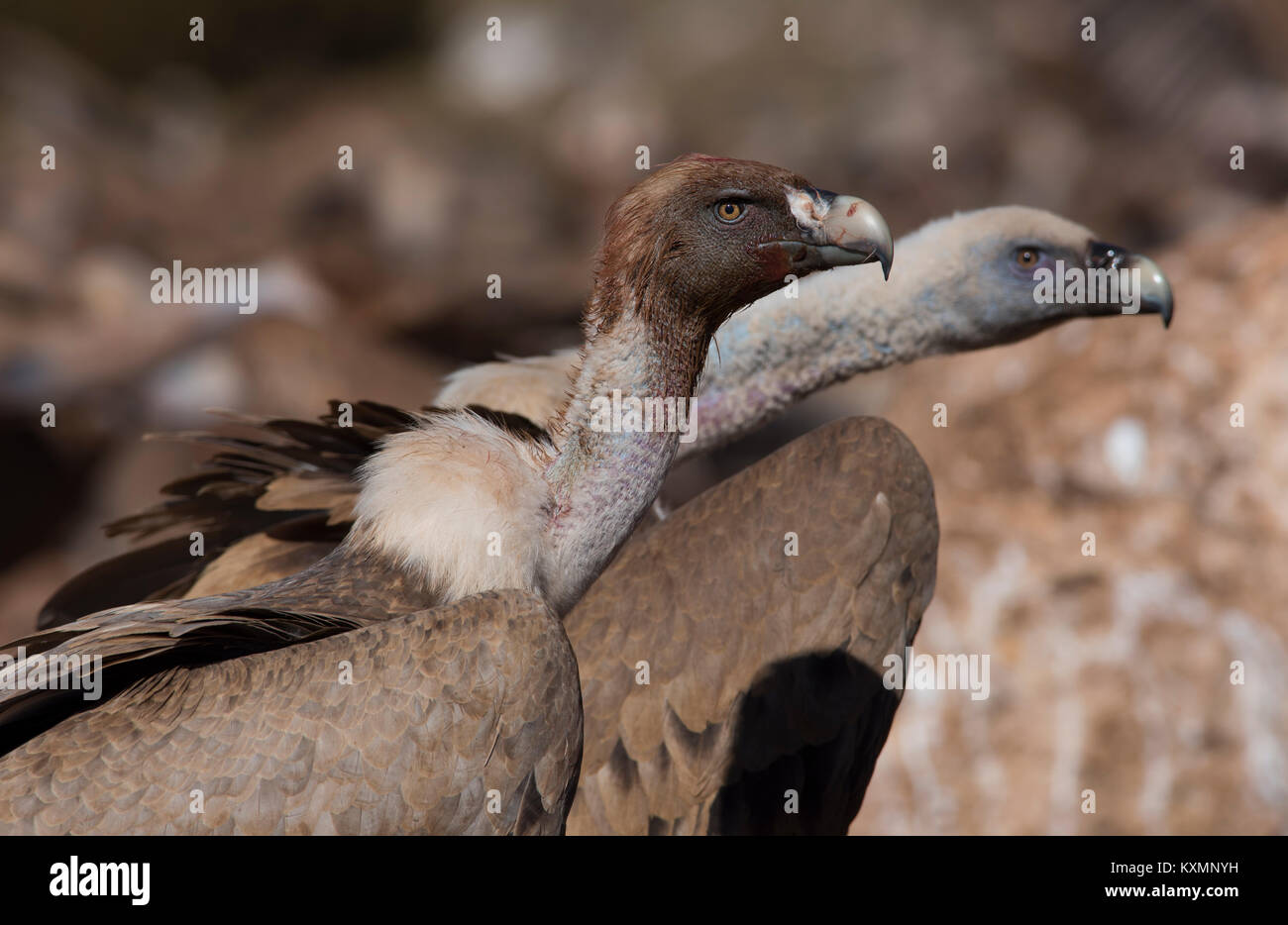 Eurasian vautour fauve (Gyps fulvus) nourrir avec du sang sur la tête Pyrénées Espagne Banque D'Images