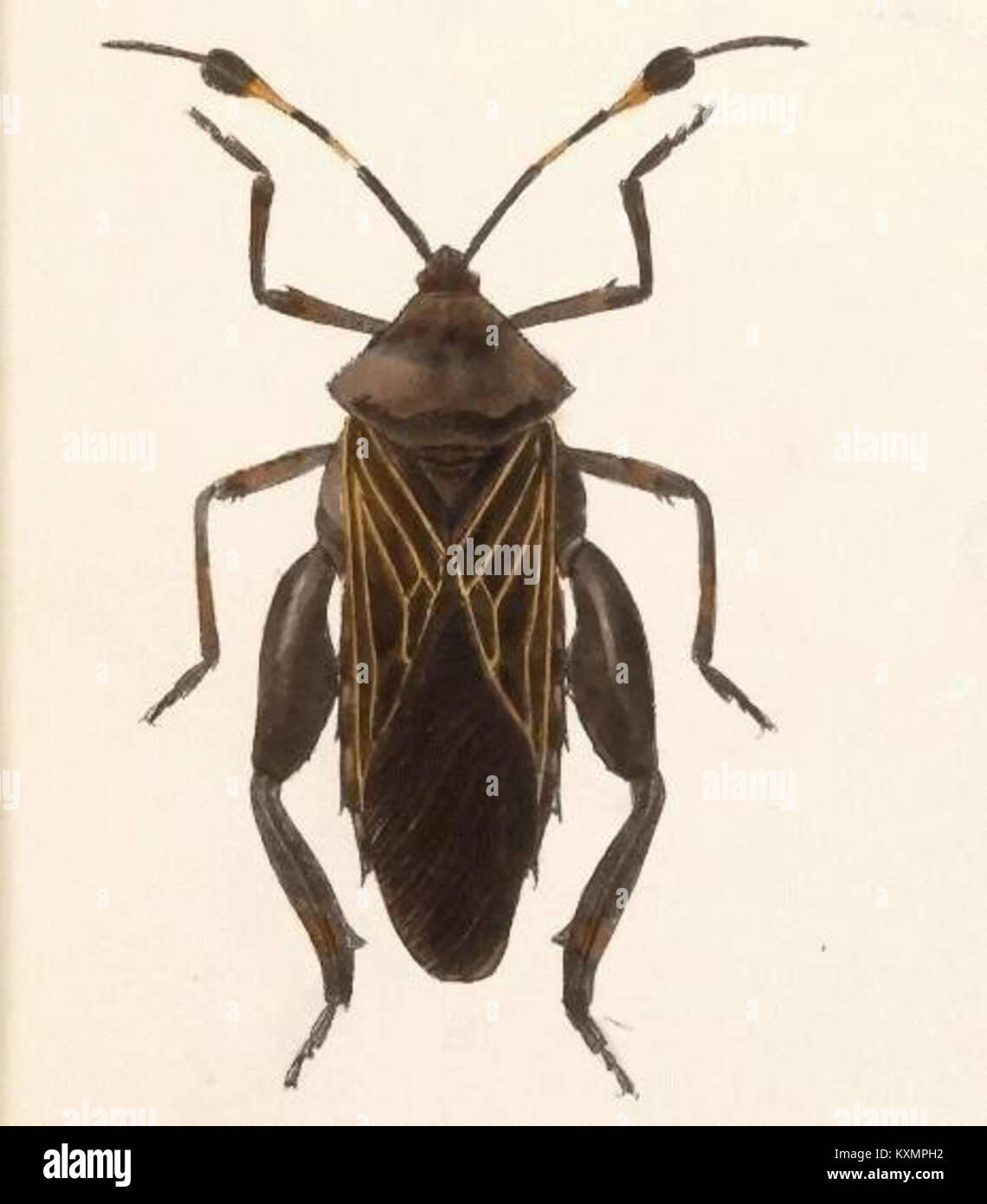 Biologia Centrali-Americana Thasus - acutangulus (mâle) Banque D'Images