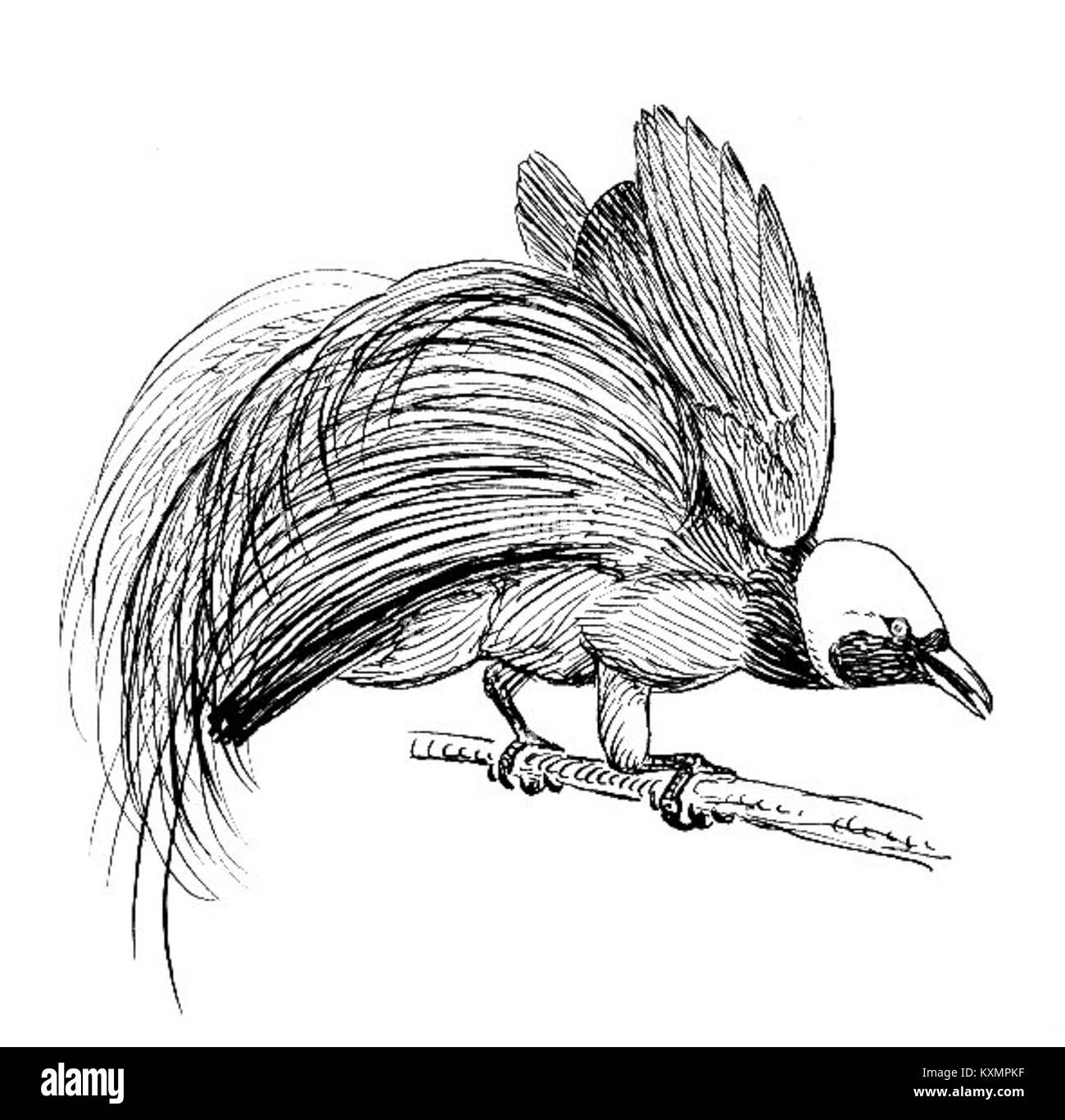 Oiseau du Paradis (PSF) Banque D'Images