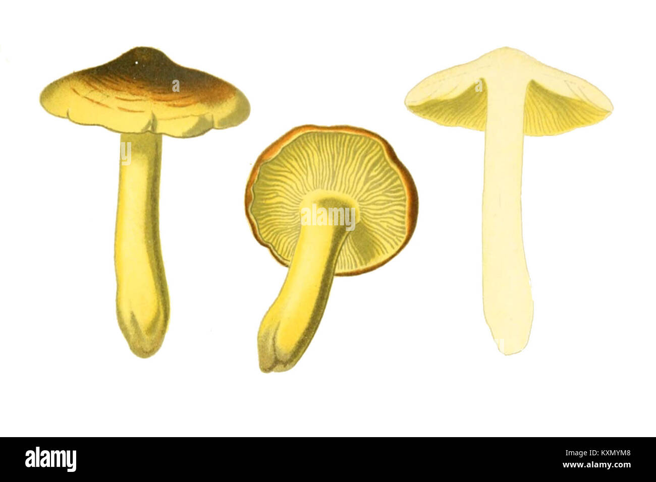 L'Atlas des champignons comestibles et vénénéneux no 18 est un ouvrage de référence sur les champignons comestibles et vénénéneux, offrant des illustrations et des descriptions détaillées pour aider à identifier diverses espèces. Banque D'Images
