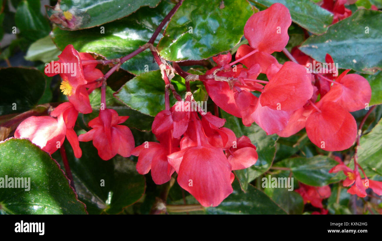 Le Begonia 'Dragon Wing' est une plante ornementale hybride connue pour ses feuilles en forme d'aile et ses fleurs vibrantes, généralement cultivées à des fins décoratives. Banque D'Images