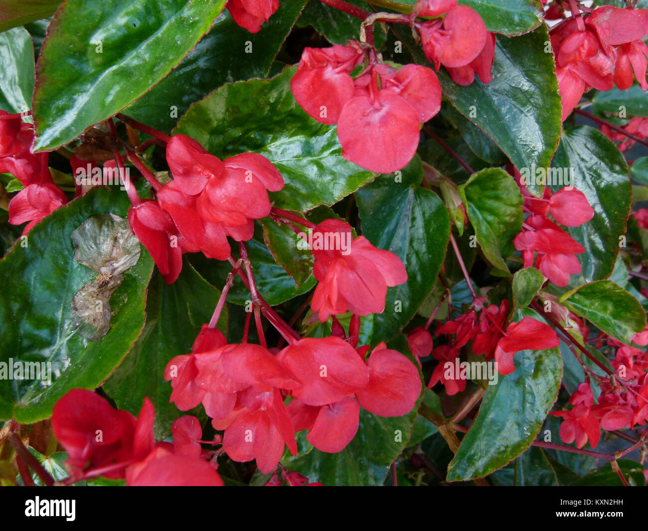 Cette image met en valeur le Begonia 'Dragon Wing', une plante à fleurs populaire connue pour ses feuilles rouges et vertes éclatantes. La plante est couramment cultivée dans les jardins et comme plante d'intérieur, appréciée pour son aspect unique et son entretien facile. Banque D'Images
