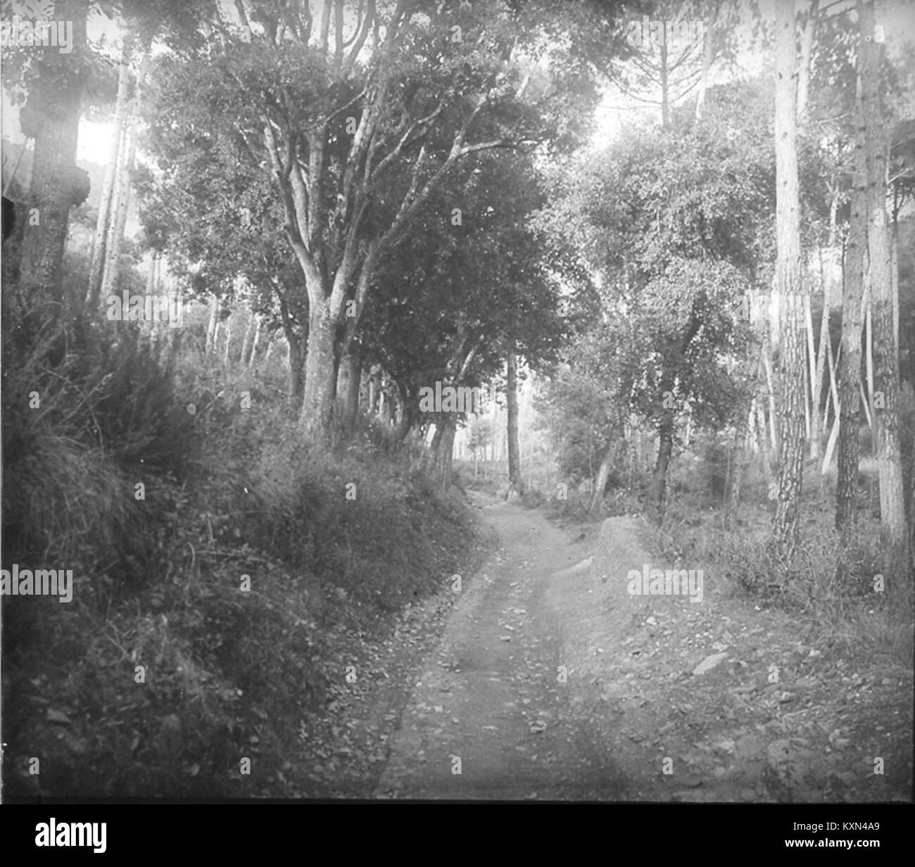 La peinture à l'huile 'Paisatge' de Baldomer Gili Roig représente un paysage rural, mettant l'accent sur la couleur, le travail au pinceau et la beauté pittoresque de la campagne au début du XXe siècle en espagnol Banque D'Images