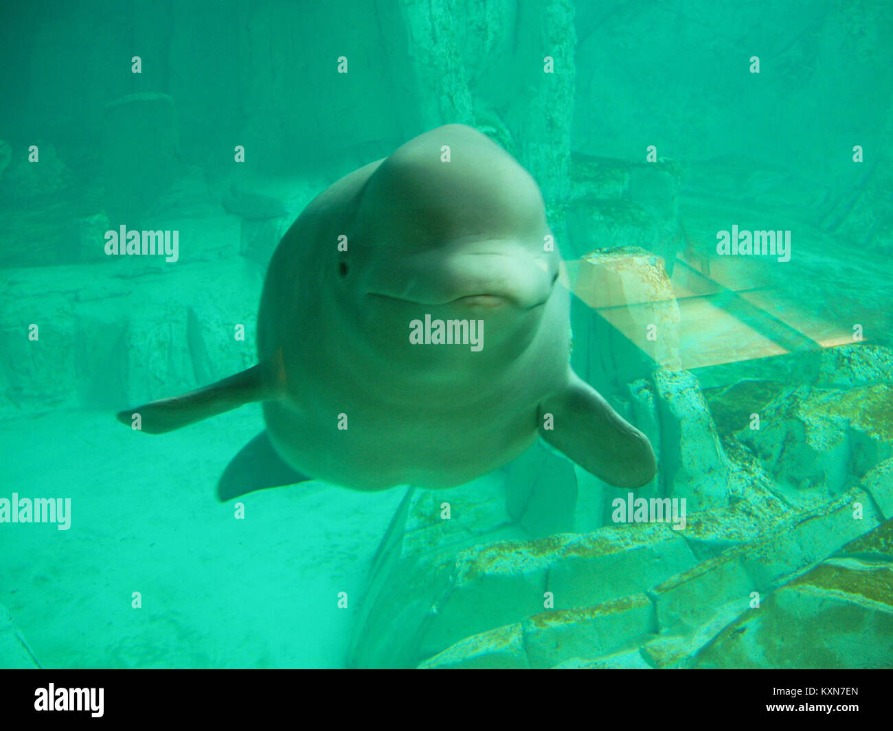 Béluga exposé à L'Oceanogràfic de Valence, Espagne, mettant en évidence la biologie marine, la conservation des espèces et les pratiques d'exposition en aquarium. Banque D'Images