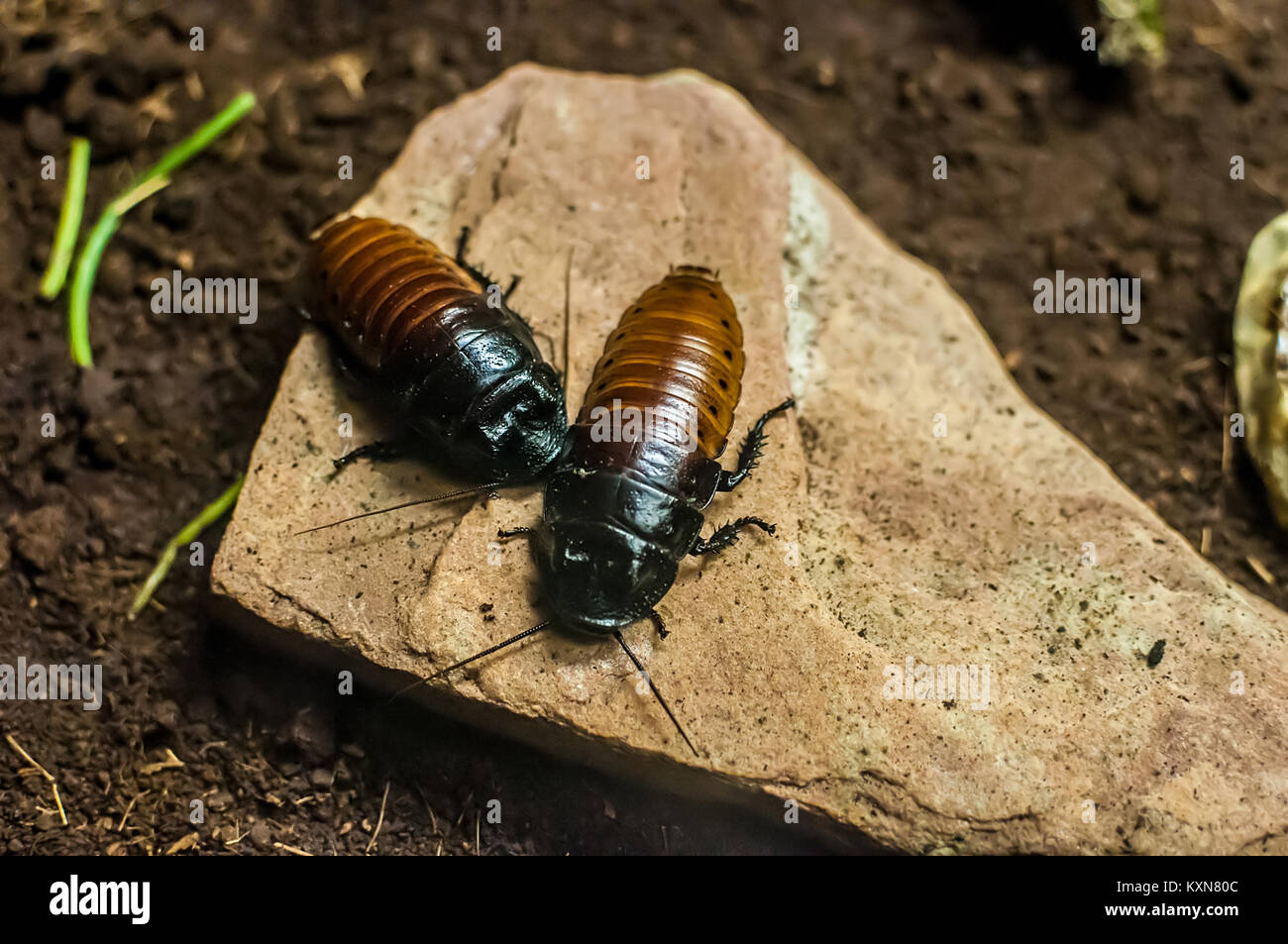 Le zoo de São Paulo au Brésil abrite une collection de Blattodea (blattes), étudiées pour leurs rôles écologiques, leurs caractéristiques biologiques et leur comportement dans les programmes éducatifs. Banque D'Images