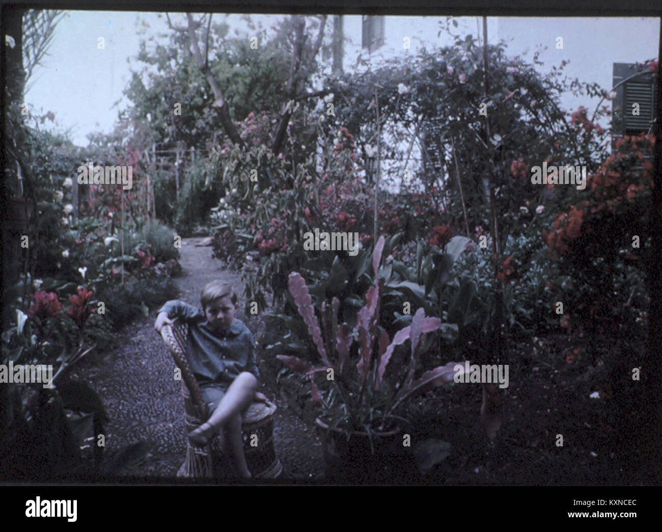Garçon dans un jardin à Madère, par Sarah Angelina Acland, c.1915 Banque D'Images Garçon dans un jardin à Madère, par Sarah Angelina Acland, c.1915 Banque D'Images