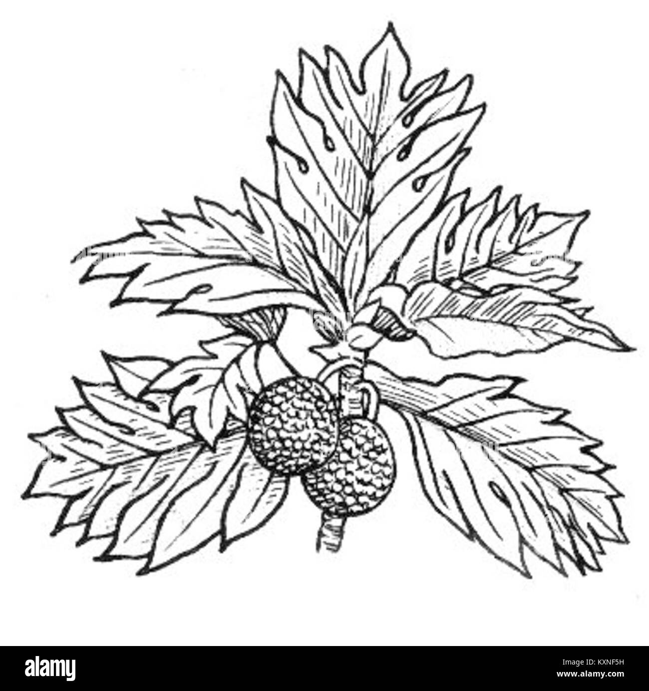 Le fruit à pain (PSF) est un gros fruit tropical apprécié pour sa polyvalence en cuisine, couramment utilisé comme aliment de base dans les régions tropicales. Banque D'Images