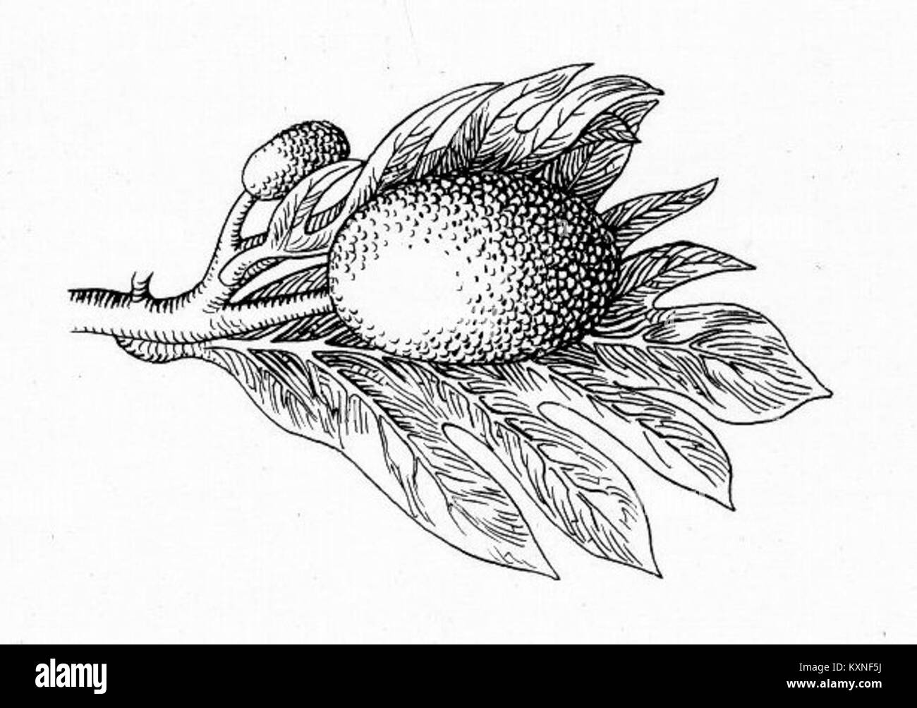 L'arbre à pain est une espèce d'arbre tropical (Artocarpus altilis) connue pour ses gros féculents, communément cultivés dans les régions du Pacifique, des Caraïbes et de l'Asie du Sud-est à des fins alimentaires et agricoles. Banque D'Images