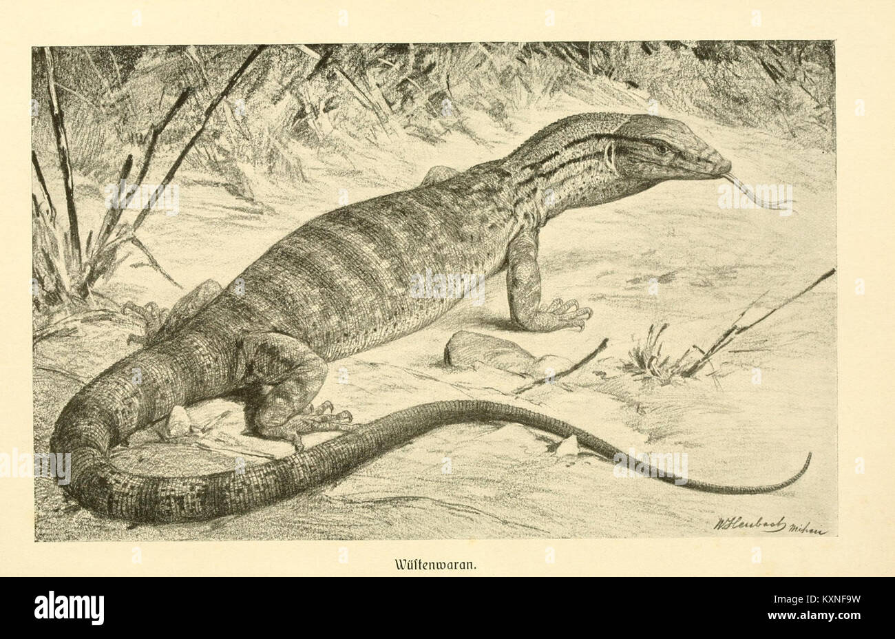 Une plaque de la vie animale de Brehm représentant le moniteur du désert (Varanus griseus), illustrant l'espèce dans son habitat naturel dans le cadre de la littérature zoologique du XIXe siècle. Banque D'Images