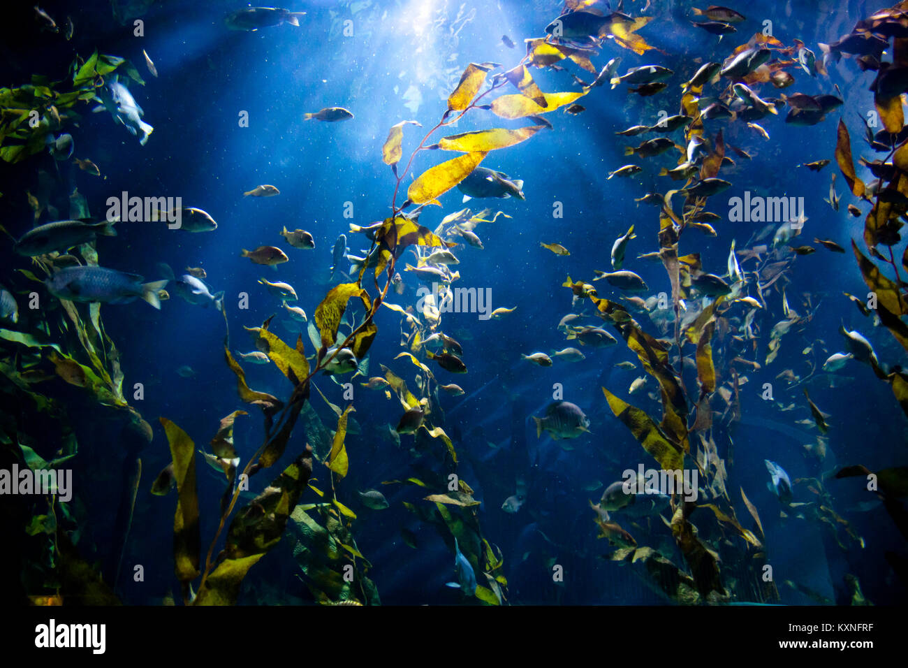 Seascape naturelles avec des poissons et l'eau salée de l'océan bleu avec la lumière visible provenant de la surface Banque D'Images