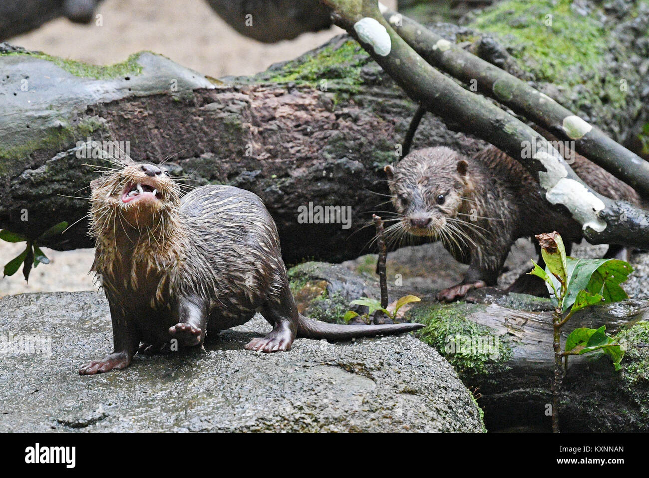 Singapour. Jan 11, 2018. Deux Loutres Cendrées Asiatiques nés observés au cours d'une tournée médiatique des animaux nouveaux-nés au Zoo de Singapour le 11 janvier 2018. Les animaux sous la garde de la réserve faunique de Singapour (WRS) a donné naissance à plus de 540 bébés en 2017. Credit : Puis Chih Wey/Xinhua/Alamy Live News Banque D'Images