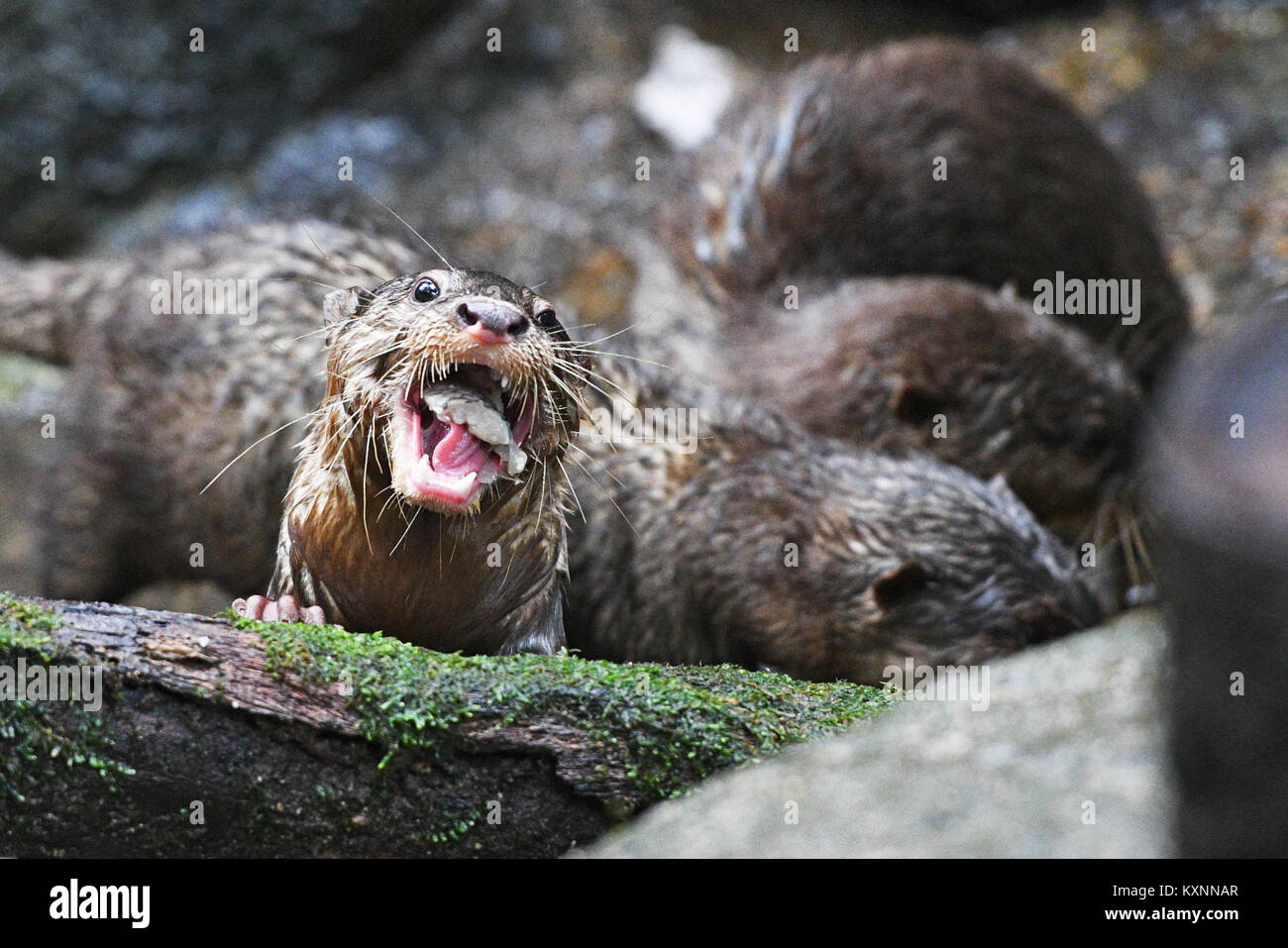 Singapour Jan 11 18 Une Loutre Cendrees Asiatiques Bebe Est Vu Lors D Une Tournee Mediatique Des Animaux Nouveaux Nes Au Zoo De Singapour Le 11 Janvier 18 Les Animaux Sous La Garde De