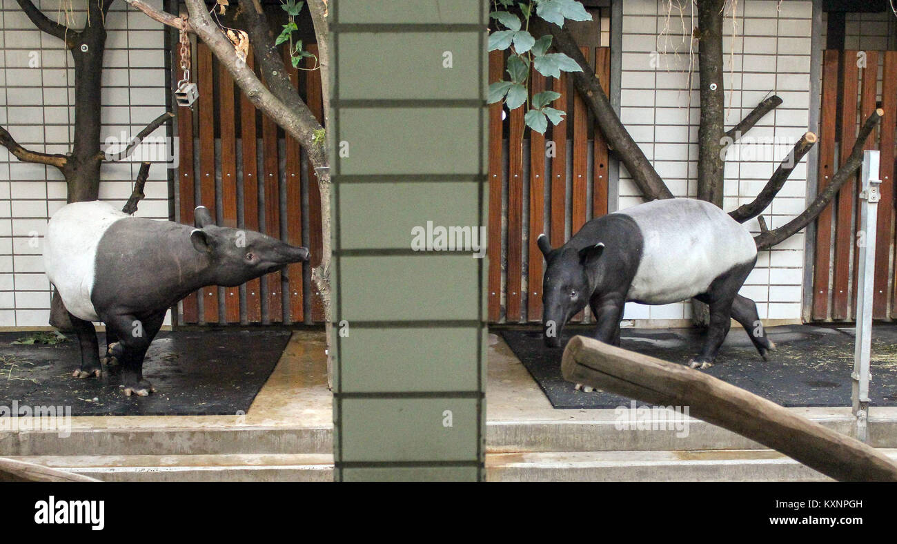 Stuttgart, Allemagne. Jan 11, 2018. Documentation - le tapir de Malaisie Penang (L), né au zoo Blijdorp à Rotterdam est entrée dans le Zoo Wilhelma à Stuttgart, Allemagne, 11 janvier 2018. La première phase permettra de le voir tenir séparément des autres tapir Ketiga (R) de la Zoo de Leipzig, qui s'est déjà déplacé en août 2017. Ils peuvent, toutefois, l'odeur et voir l'autre par une clôture. (À L'ATTENTION DES RÉDACTEURS : EDITORIAL N'UTILISER QUE DANS LE CADRE DES RAPPORTS DE CRÉDIT OBLIGATOIRE : 'Harald Knitter/Stuttgart Wilhelma/dpa') Credit : Harald Knitter/Stuttgart Wilhelma/dpa/Alamy Live News Banque D'Images