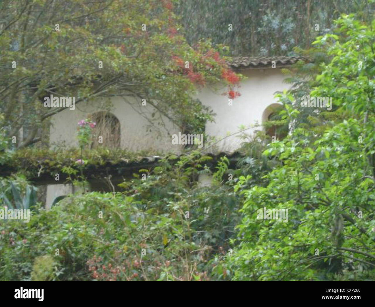 Colibri Hummingbird Ranch est un sanctuaire faunique dans lequel les colibris sont soignés, observés et protégés, fournissant un habitat et des efforts de conservation pour ces espèces. Banque D'Images