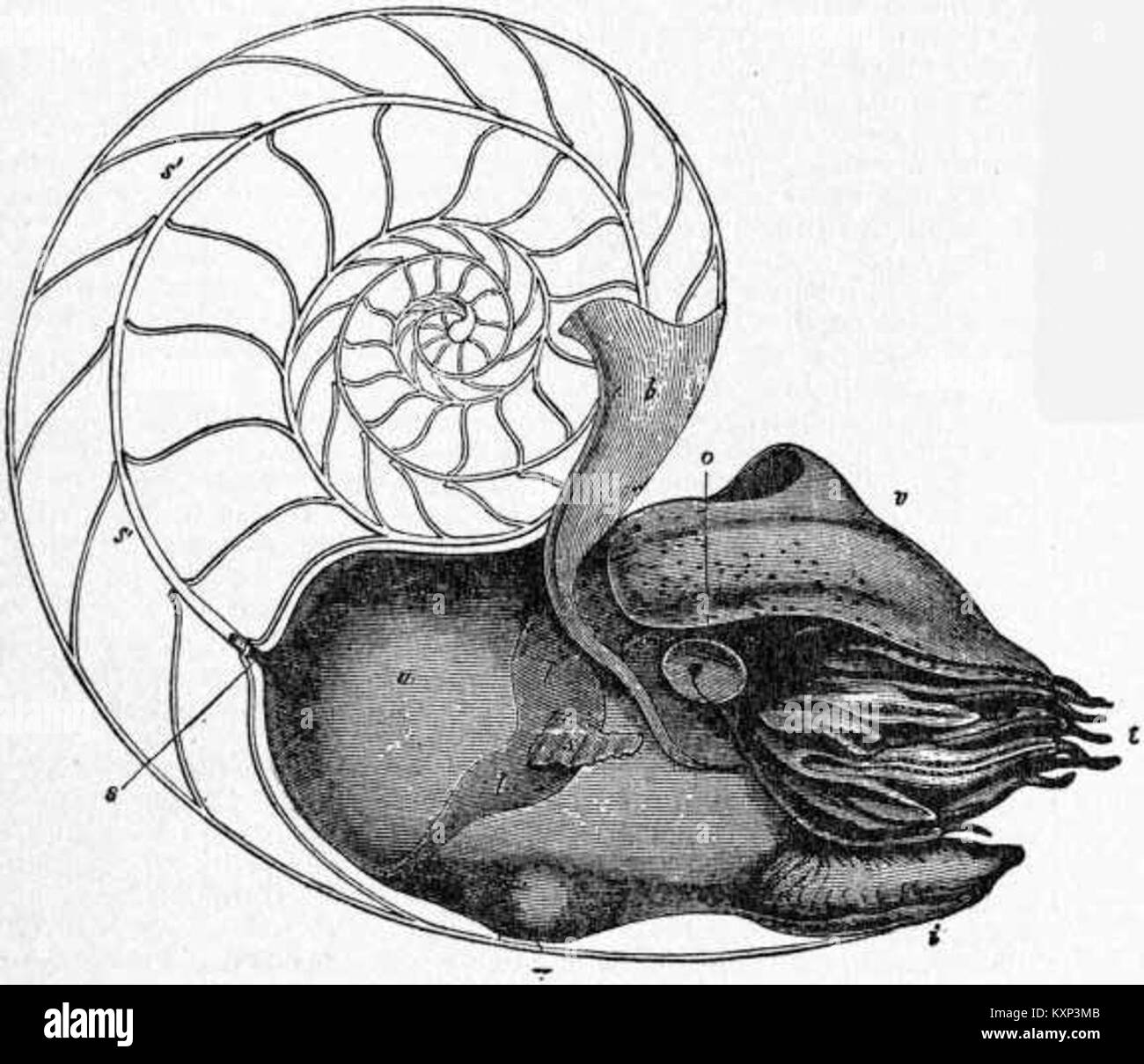 Une illustration scientifique de l'Encyclopaedia Britannica de 1911 montre une vue latérale d'une femelle Pearly Nautilus, détaillant les caractéristiques anatomiques de l'espèce céphalopode. Banque D'Images