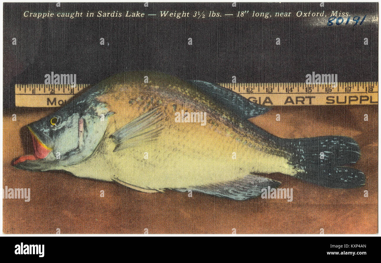 Le crapet pris dans le lac de Sardes -- Poids 3 à 2 kg -- 18' de long, près de Oxford, Mississippi (5528925371) Banque D'Images