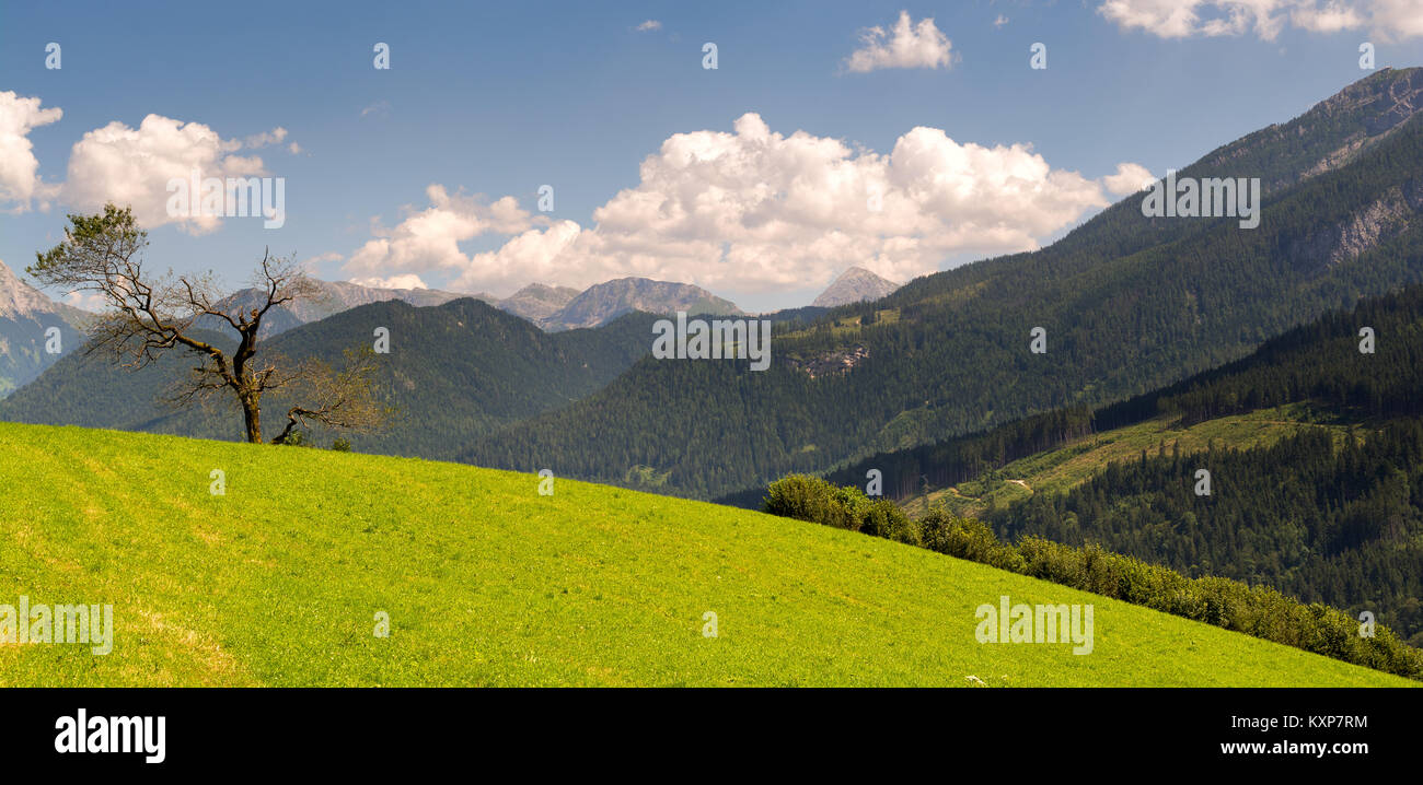 Green hill avec lonely tree in mountains Banque D'Images