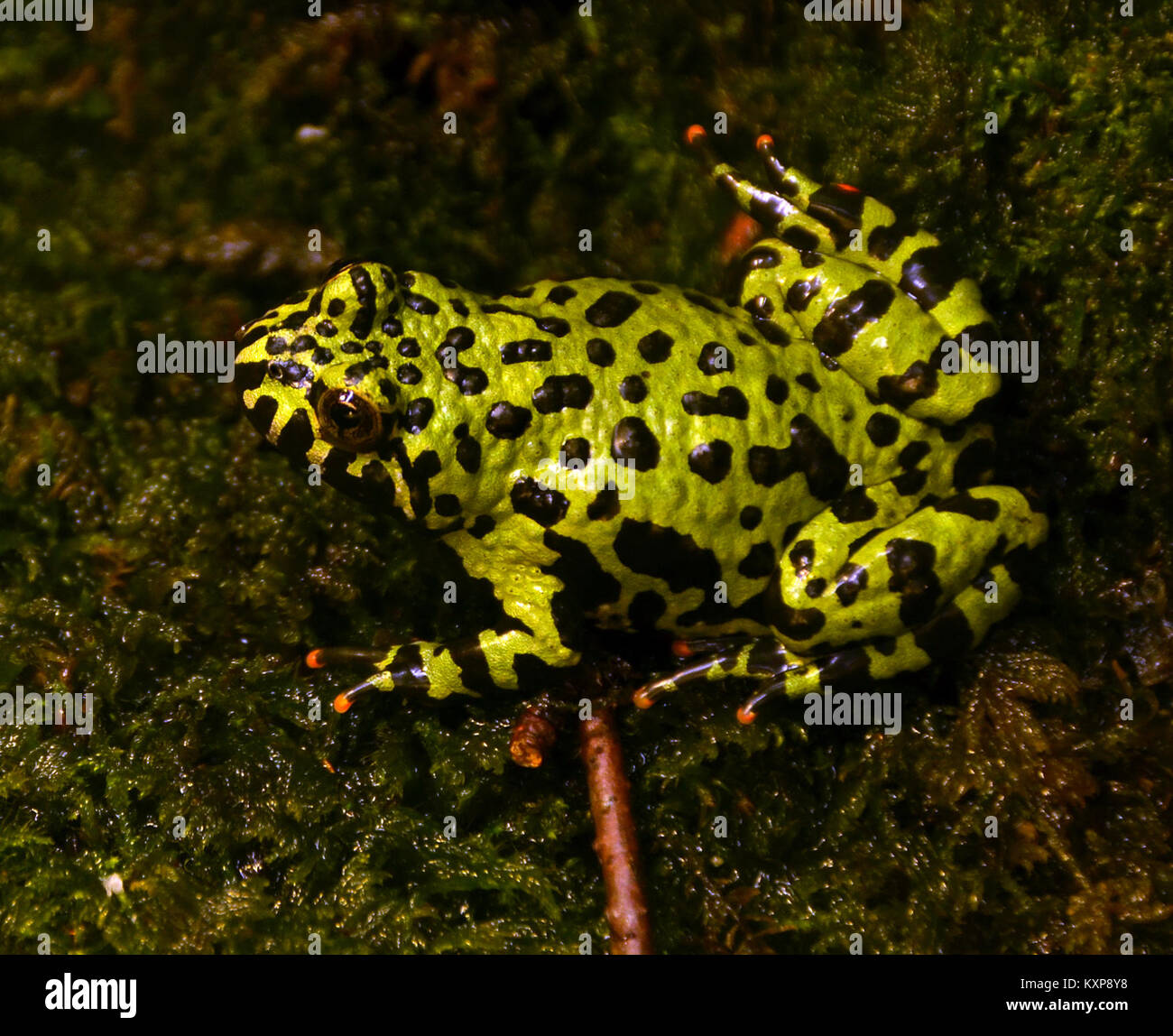 Bombina orientalis Genève 24102014 Banque D'Images