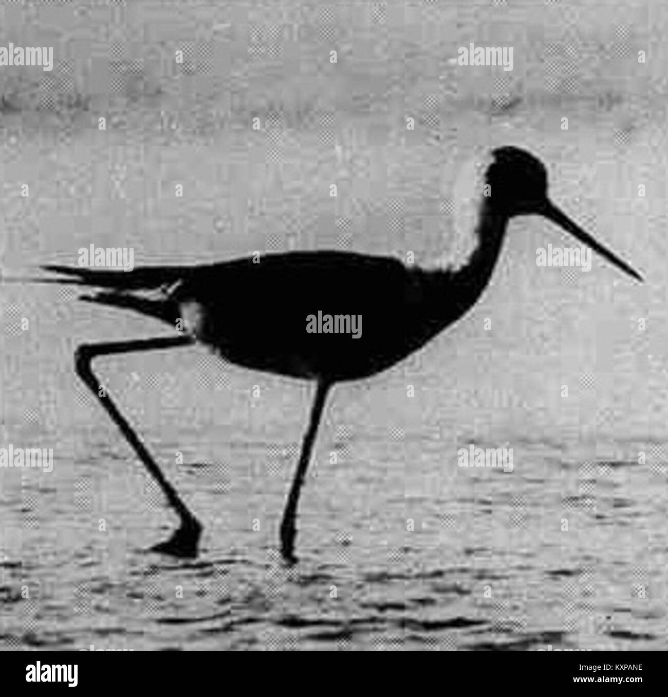 La lagune Cavaliere d'Italia à Orbetello, Toscane, Italie, est une zone humide d'importance écologique, connue pour sa biodiversité, en particulier des espèces d'oiseaux, y compris le héron chevalier, et ses caractéristiques paysagères. Banque D'Images