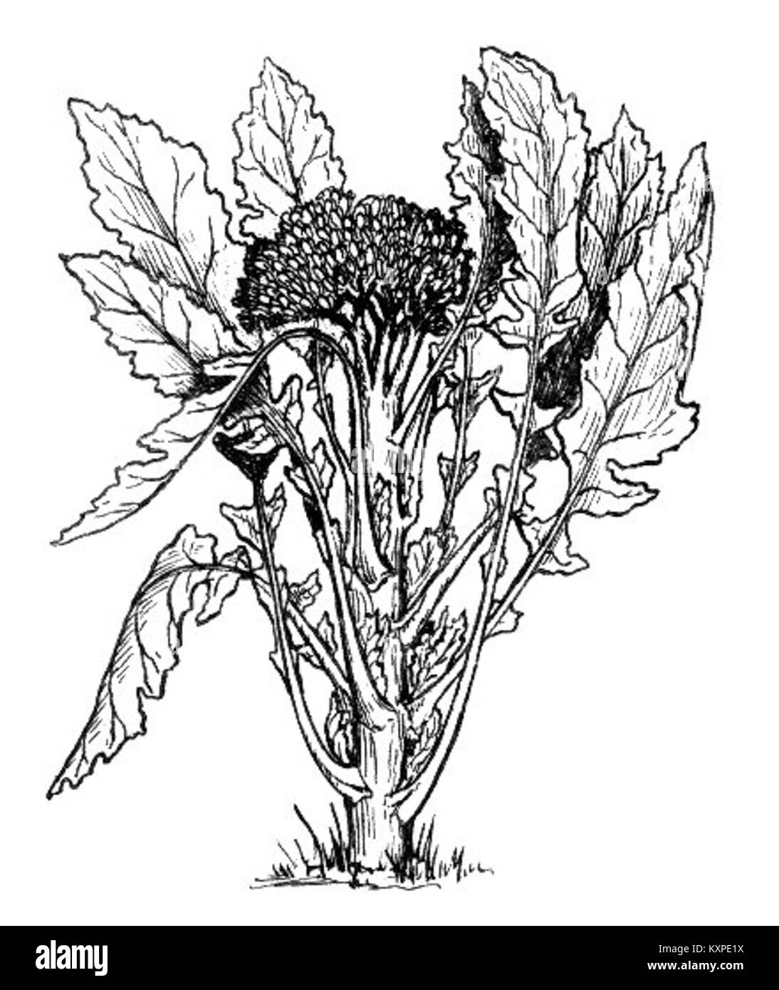 Le brocoli est une plante verte comestible de la famille des choux, appréciée pour sa teneur élevée en vitamines, minéraux et antioxydants qui soutiennent la santé humaine. Banque D'Images