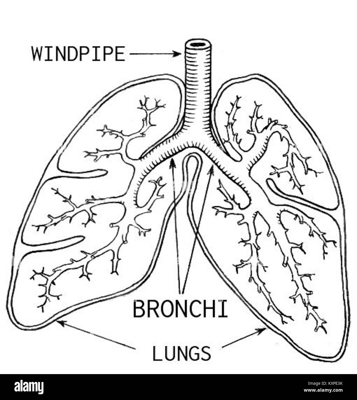 Diagramme scientifique ou médical représentant les bronches, les principaux passages d'air des poumons, illustrant l'anatomie respiratoire humaine à des fins éducatives ou de recherche. Banque D'Images