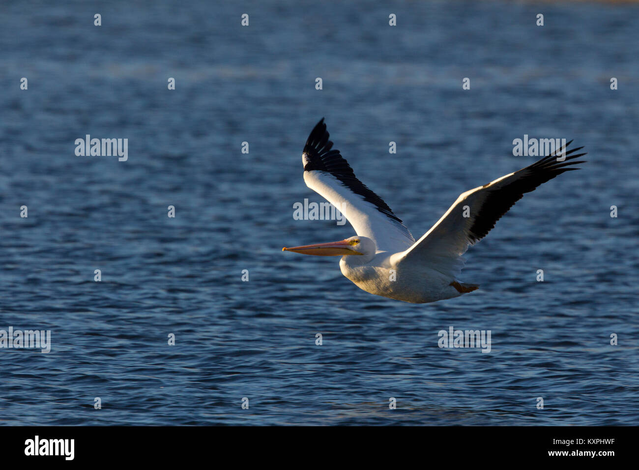 Le pélican blanc en vol au dessus de l'eau bleue Banque D'Images