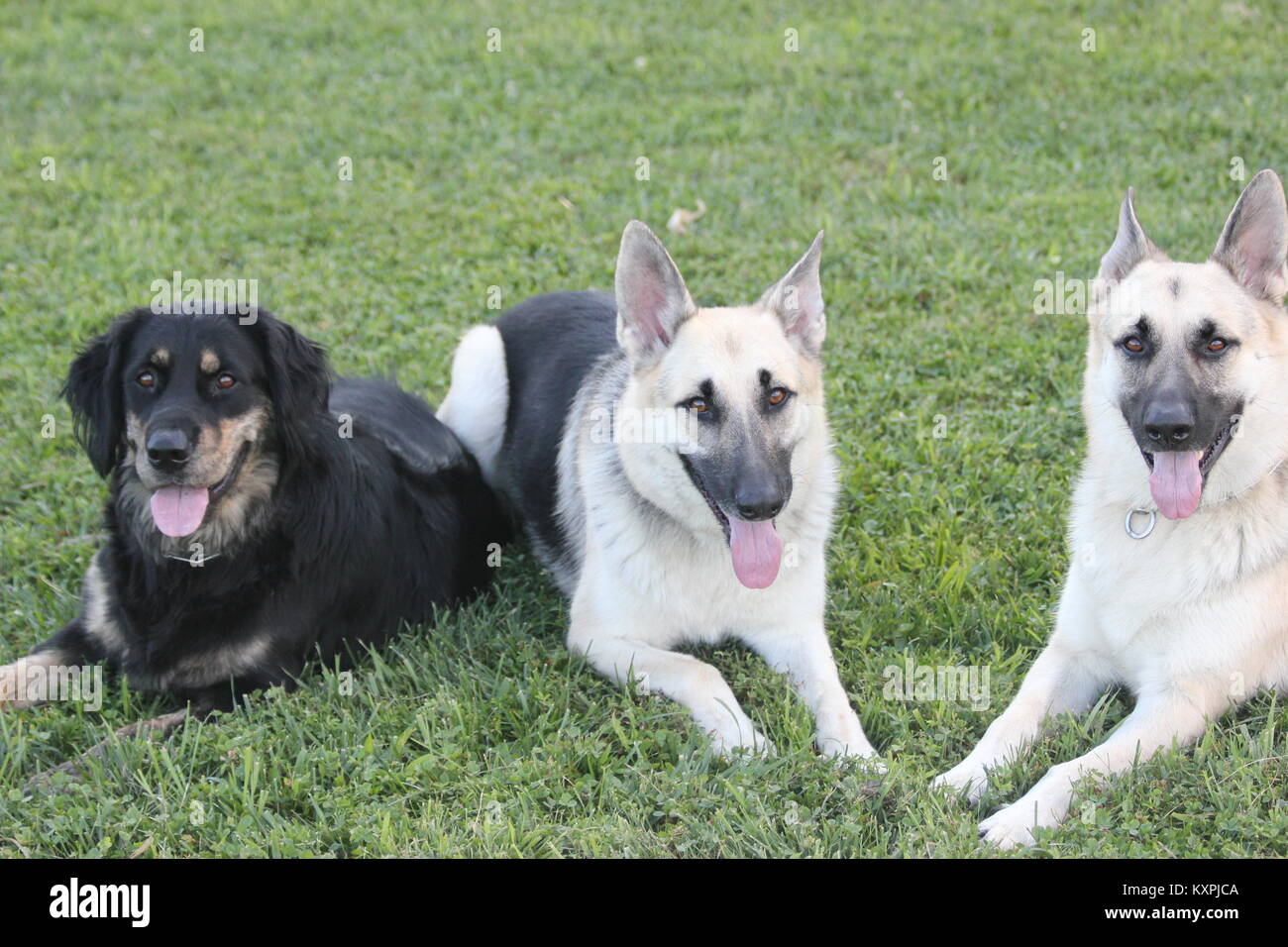 Les trois chiens King Banque D'Images