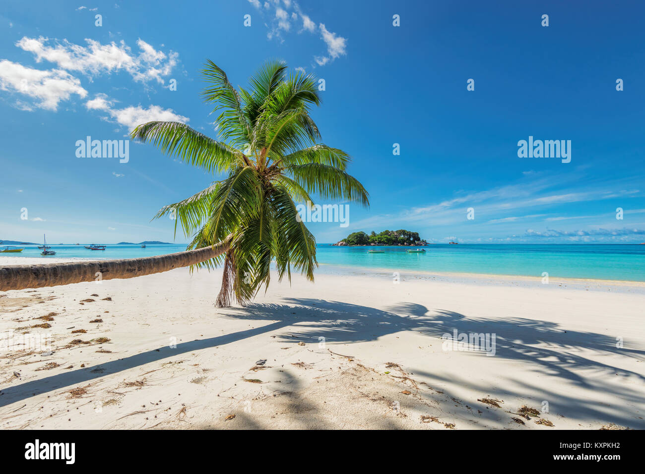 Arbre généalogique de cocotiers sur une plage de sable sur l'île tropicale. Banque D'Images