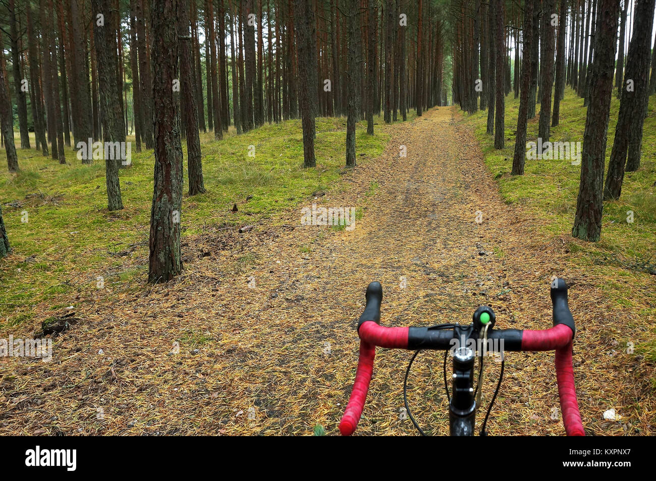 Vélo de route avec garniture rouge direction en vélo à travers la forêt de pins, le vélo sur l'arrière-plan de la piste en forêt Banque D'Images