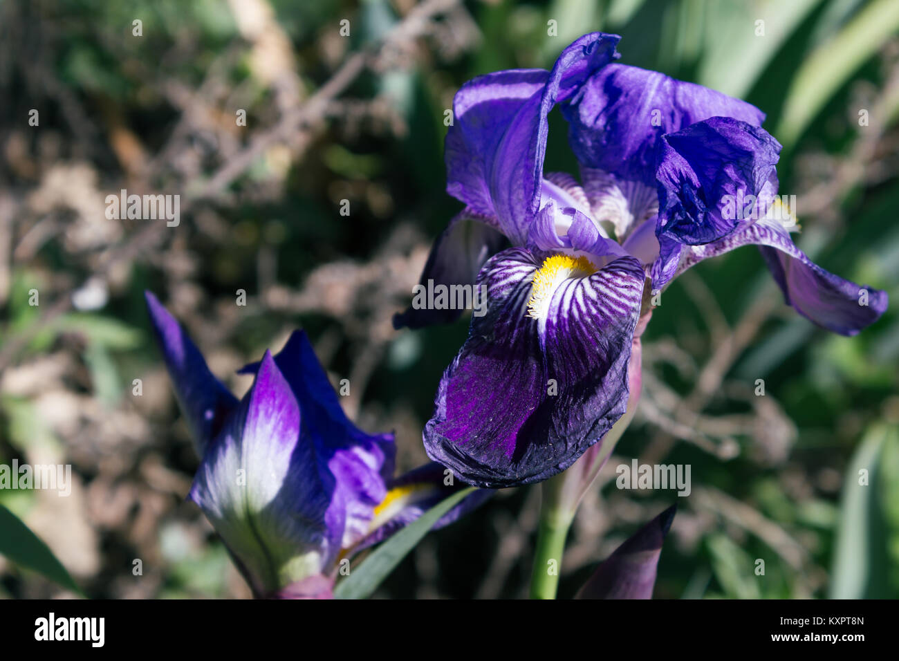 Iris germanica, iris barbu allemand Banque D'Images