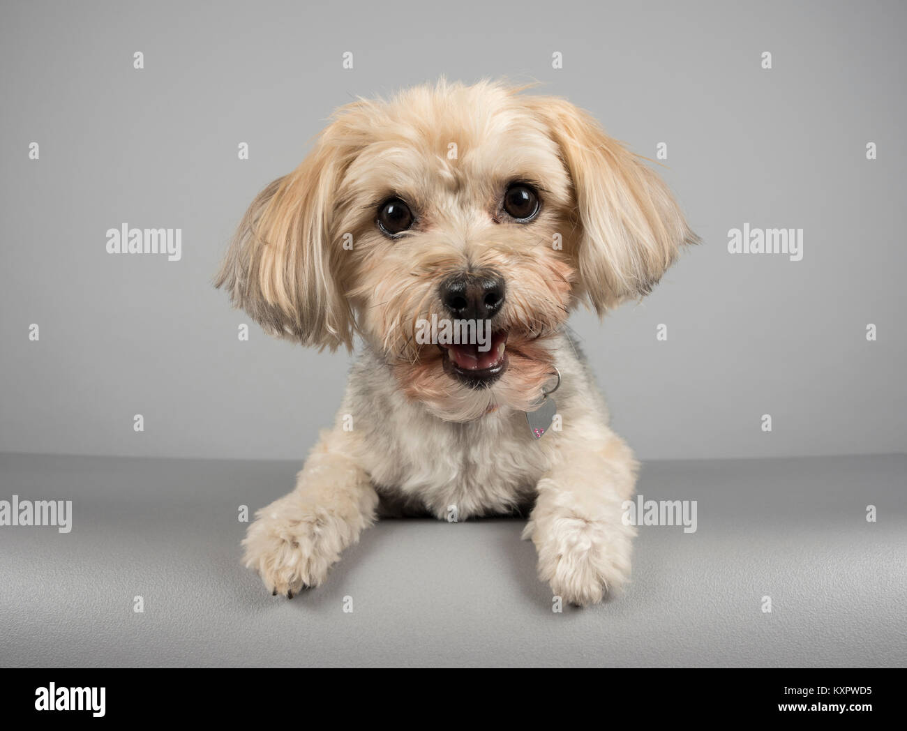 Morkie Dog Yorkshire Terrier et hybride maltais), photographié au Royaume-Uni. Banque D'Images