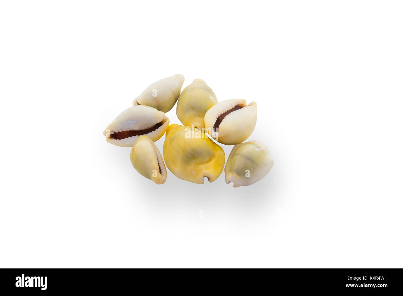 Argent porcelaines sea shell isolated on white with clipping path Banque D'Images