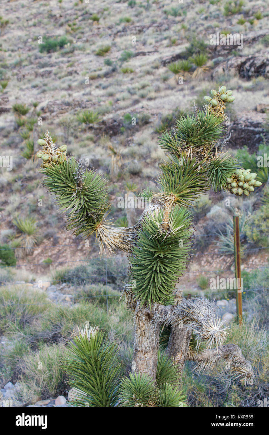 Joshua Tree ou Yucca brevifolia dans la Red Rock Canyon National Conservation Area. Las Vegas, Nevada Banque D'Images