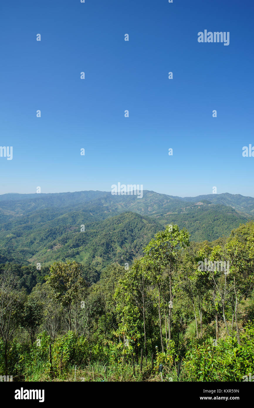 Vue de la nature et des forêts de montagne, ciel bleu à Doi Mae Salong Chiang Rai, Thaïlande Banque D'Images