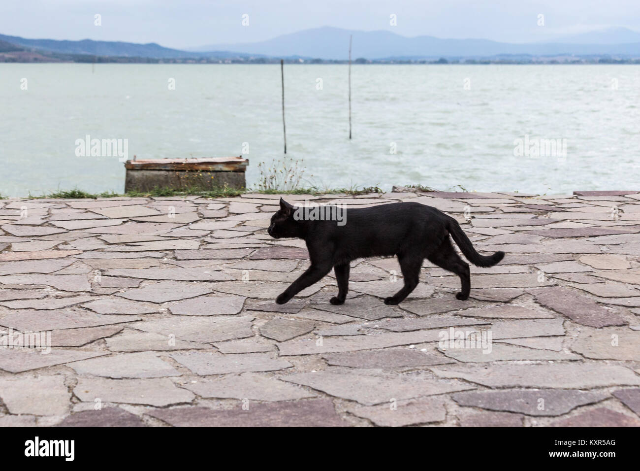 Un chat noir marchant sur une jetée sur le lac Trasimène Banque D'Images