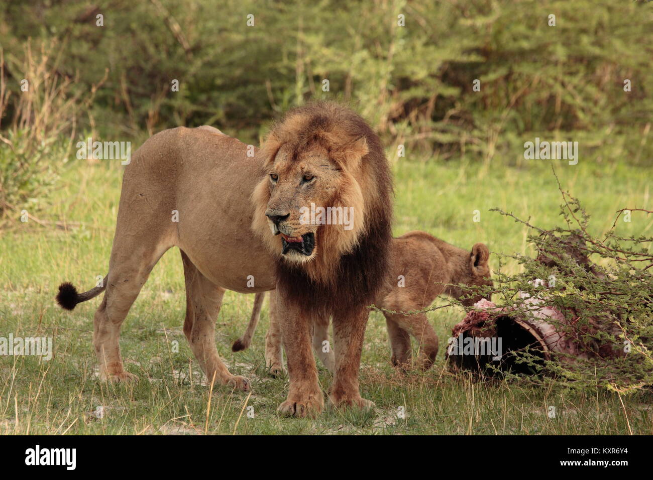 Lion dans la pluie Botswana Banque D'Images