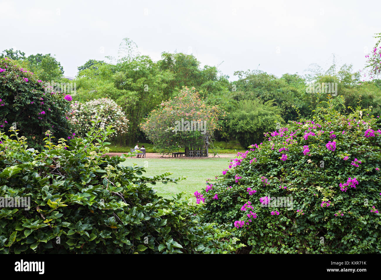 Singapour - le 17 octobre 2014 : Le Singapore Botanic Gardens est un jardin botanique de 74 hectares à Singapour. Banque D'Images