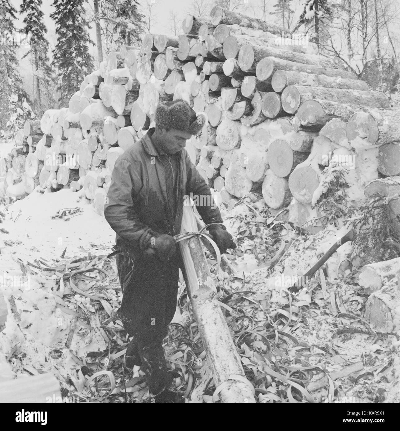 Homme travailleur forestier peeling l'écorce du tronc de l'arbre, de la Finlande, 1959 Banque D'Images