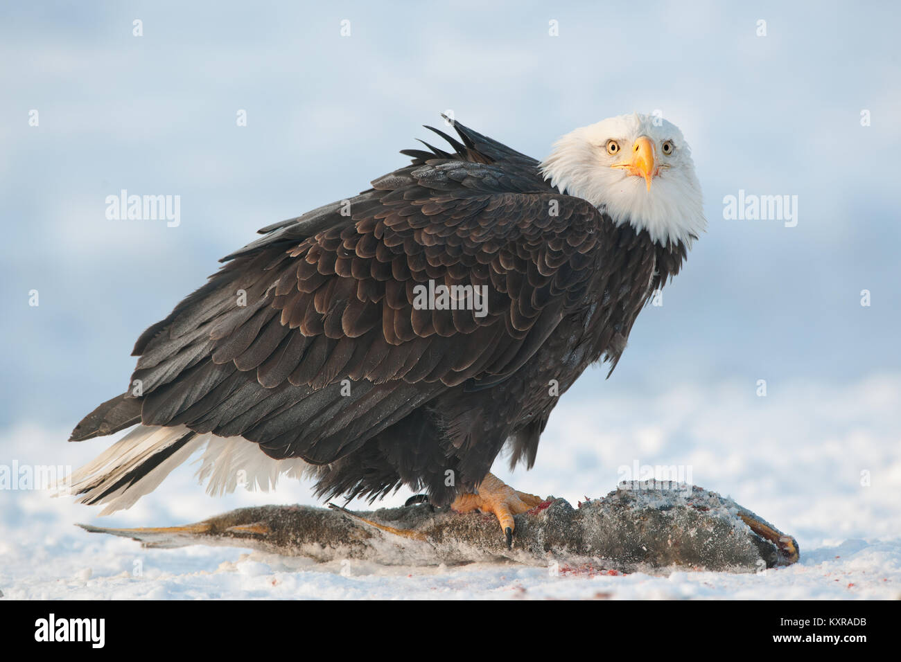 Le Pygargue à tête blanche (Haliaeetus leucocephalus) est assis sur la neige et mange un poisson du saumon. Banque D'Images