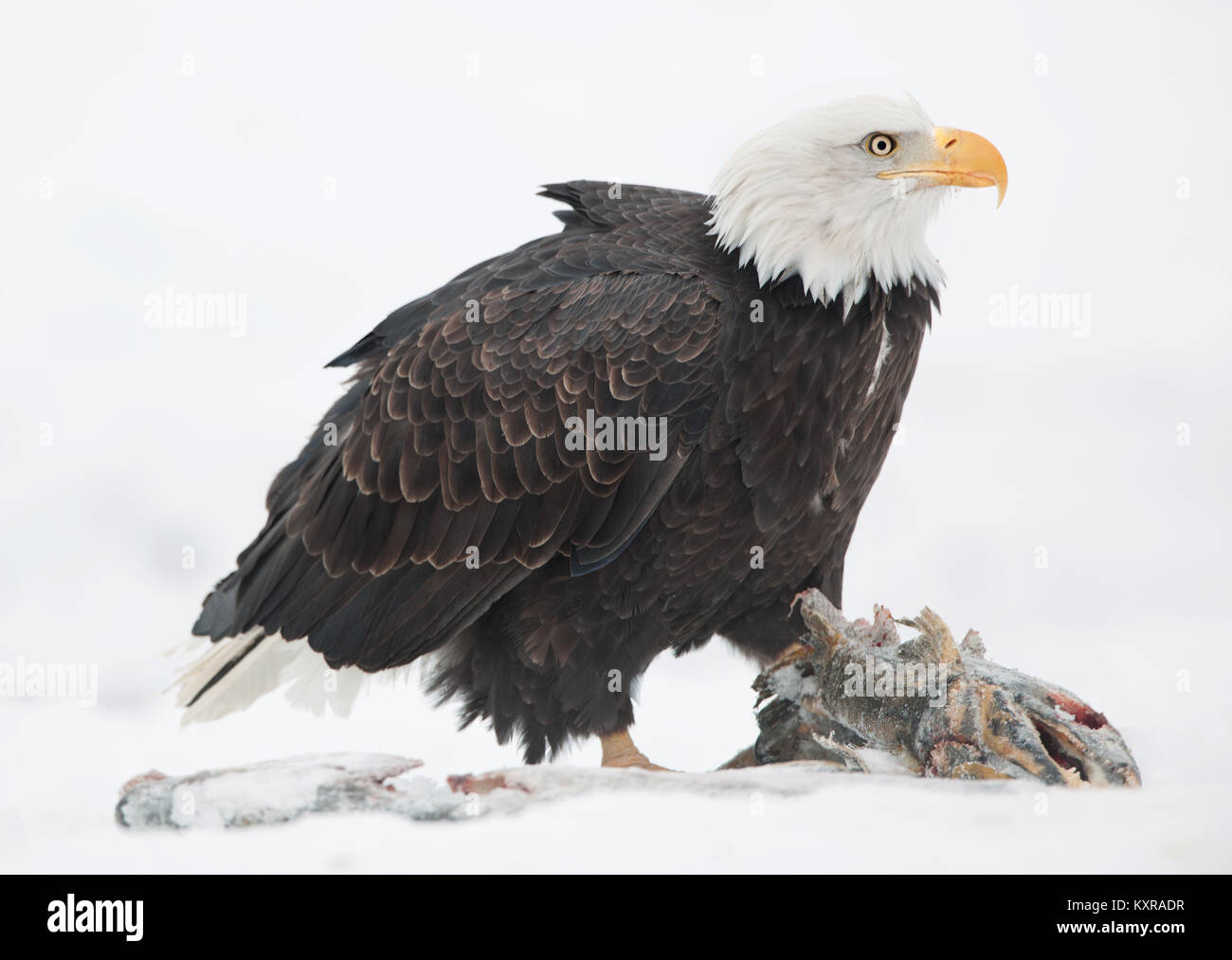 Le Pygargue à tête blanche (Haliaeetus leucocephalus) est assis sur la neige et mange un poisson du saumon. Banque D'Images