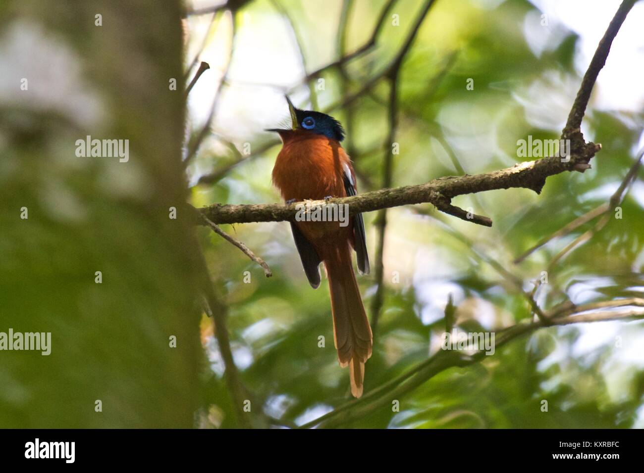 Paradise-Flycatcher (Terpsiphone mutata singetra), Parc National de Ranomafana. Madagascar. Banque D'Images