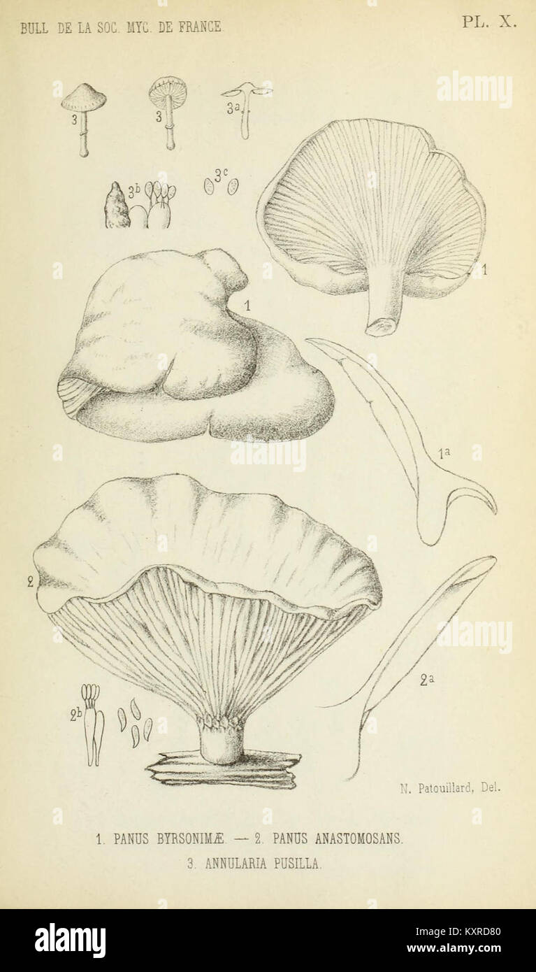 Un numéro du Bulletin de la Société française de Mycologie, publication consacrée à l'étude des champignons et de la mycologie en France. Ce numéro met en lumière les recherches et les découvertes liées aux champignons. Banque D'Images