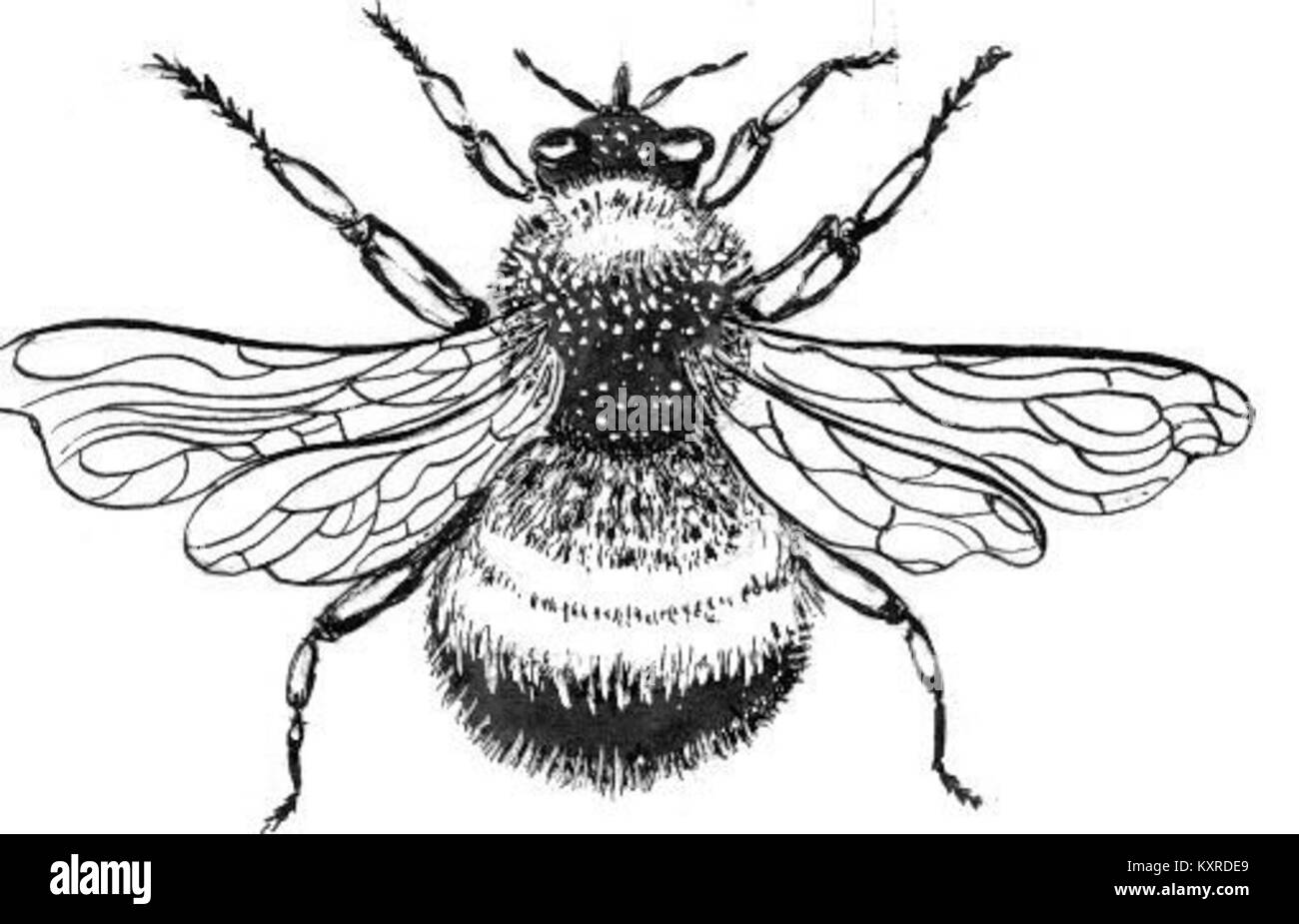 Image en gros plan d'un bourdon mettant en évidence sa coloration jaune et noire, son comportement de pollinisation et son importance écologique dans les écosystèmes naturels. Banque D'Images