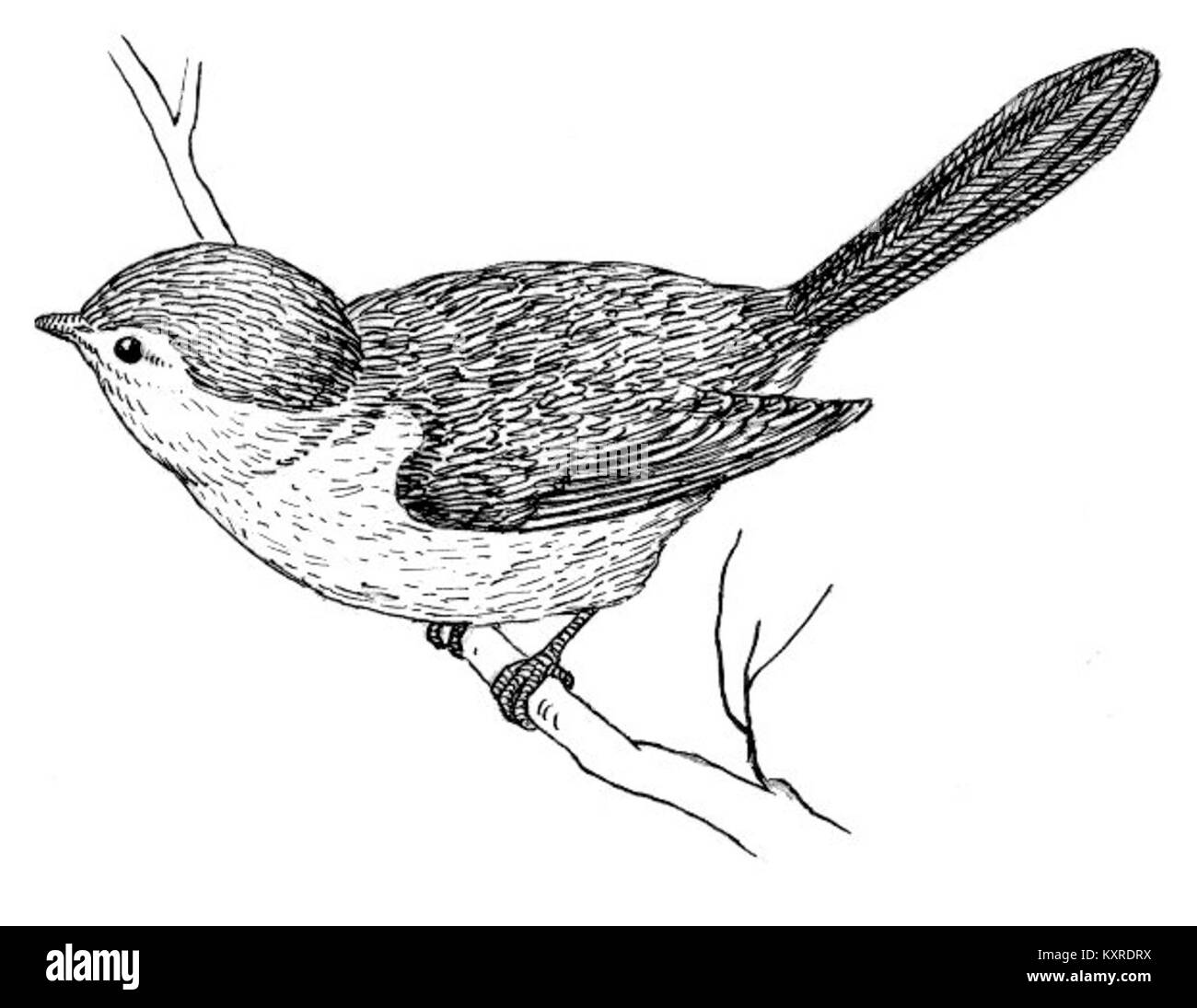 Le Bushtit est un petit oiseau chanteur, connu pour son comportement de flocage et son adaptabilité à divers environnements, que l'on trouve couramment en Amérique du Nord. Banque D'Images